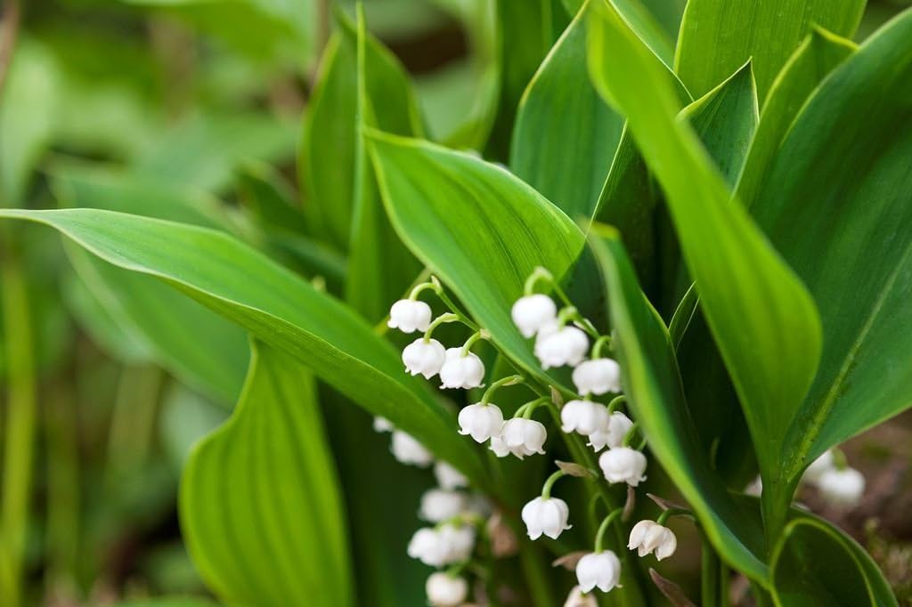 Lily of The Valley Hardwick Hall Plant in a 13cm Pot Large Flowers