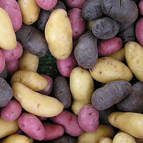 Organic Fingerling Potatoes Mixed Colors! - Fun & Fabulous Mix