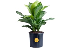 Costa Farms Aglaonema, Chinese Evergreen, Live Indoor Plant, Potted in Grower's Pot, 30-Inches Tall
