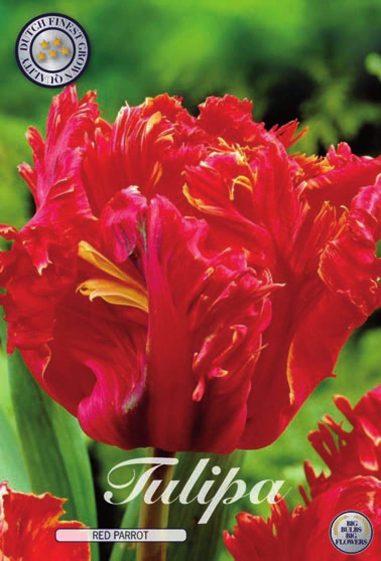 25 Tulpenzwiebeln Rosa & Rot Mischung - Winterhart & Mehrjährig