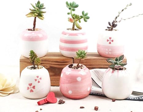 Amazon Corasays 愛らしい 鉢 プランター カクタス 多肉 植物 鉢 室内 プランター おしゃれ 観葉植物 6個入り ピンク 鉢