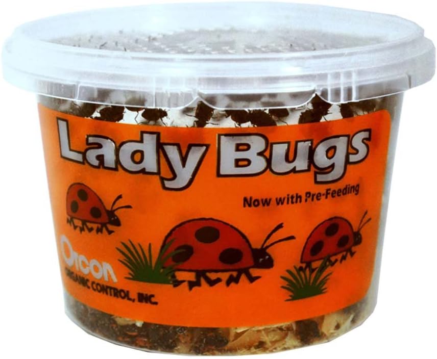 Orcon LB-C500 LADYBUGS 500 live adults