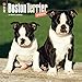 Boston Terrier Puppies 2017 Wall Calendar