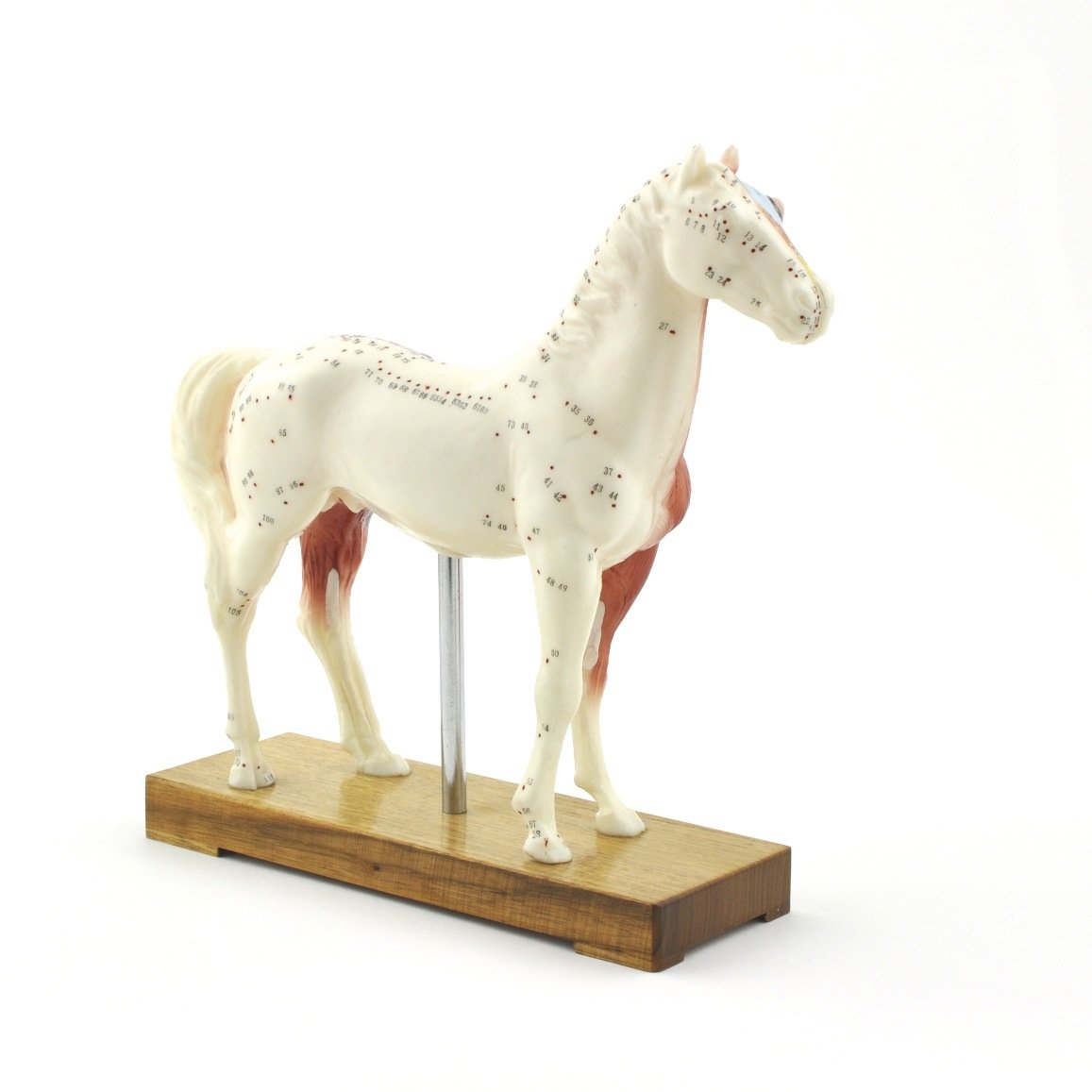 HeineScientific Horse Acupuncture Model