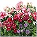 English Cottage Flower Seed Kit for Aerogarden (7-pod)