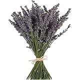 TooGet Natural Lavender Bundles, Freshly Harvested 400+ Stems Dried Lavender Bunch 16" - 18" Long, Decorative Flowers Bouquet for Home Decor, Crafts, Gift, Wedding or Any Occasion