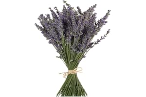 TooGet Natural Lavender Bundles, Freshly Harvested 400+ Stems Dried Lavender Bunch 16" - 18" Long, Decorative Flowers Bouquet for Home Decor, Crafts, Gift, Wedding or Any Occasion