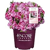 Encore Azalea 1 Gal. Autumn Kiss Shrub