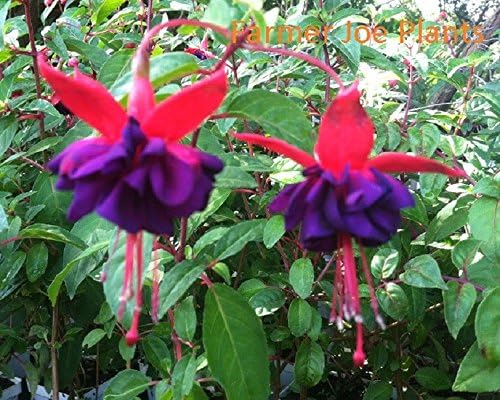FUCHSIA - DARK EYES - LIVE PLANT 3" POT