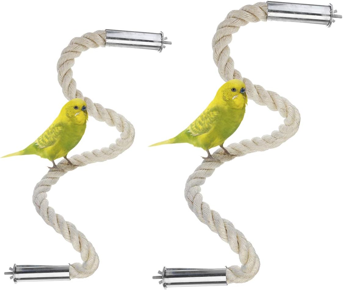 red miniature poodle puppy