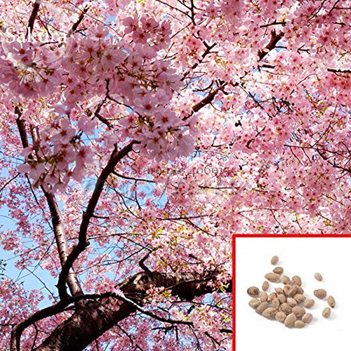 sunflower seeds to plant Sunflower 'ProCut Plum' F1 seeds