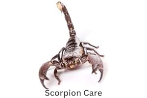 Scorpion Care