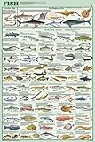 Fish Species Educational and Decorative Chart Poster 24 x 36