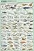 Fish Species Educational and Decorative Chart Poster 24 x 36