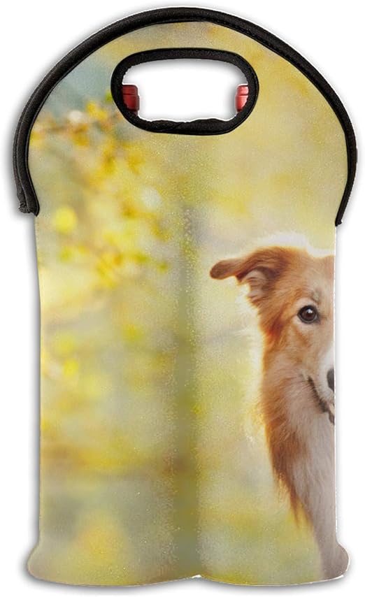 champagne border collie