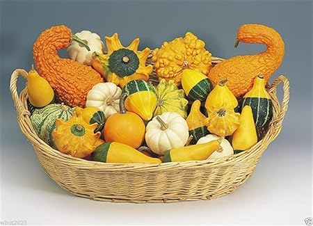 Amazon Com Organic Non Gmo Ornamental Gourd Mix 25 Seeds Open