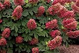 Ruby Slippers Oakleaf Hydrangea - Hardy Perennial Heavy Rooted - One Trade Gallon Pot - 1 Plant by Growers Solution
