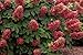 Ruby Slippers Oakleaf Hydrangea - Hardy Perennial Heavy Rooted - One Trade Gallon Pot - 1 Plant by Growers Solution
