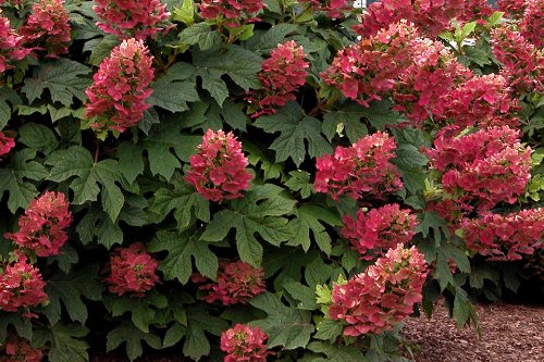 Ruby Slippers Oakleaf Hydrangea - Hardy Perennial Heavy Rooted - One Trade Gallon Pot - 1 Plant by Growers Solution Ruby Slippers Oakleaf Hydrangea - Hardy Perennial Heavy Rooted - One Trade Gallon Pot - 1 Plant by Growers Solution