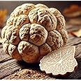 White Truffle Mushroom Spores – Tuber Magnatum | Gourmet Delicacy | Highly Prized for Rich, Earthy Aroma & Culinary Excellence