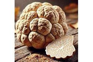 LUSORA VALE White Truffle Mushroom Spores – Tuber Magnatum | Gourmet Delicacy | Highly Prized for Rich, Earthy Aroma & Culinary Excellence