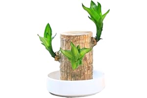 Rezebu Brazilian Wood Plant – Natural Desktop Decoration with Plastic Tray – Unique Brazilian Lucky Wood Hydroponic Plant (C)
