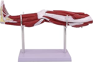 KDJFS Human Leg Muscle Anatomy Model 1/2 Life-Size with Digital Anatomical Indicators & Removable Parts for Teaching Muscles,