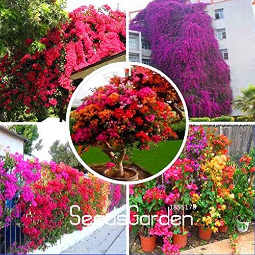 Promotion! 100 Pieces/Lot Colorful Bougainvillea Spectabilis Willd Seeds Bonsai Plant Flower Seeds Bougainvillea Seeds(Small 100pcs