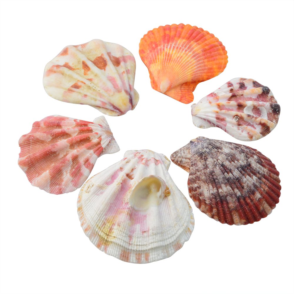 cnomg 80 pcs Sea Shells, Mixed Beach Seashells, Colorful Natural Seashells Perfect Accents for Candle Making，Home Decorations, Beach Theme Party Wedding Decor, DIY Crafts, Fish Tank and Vase Fillers