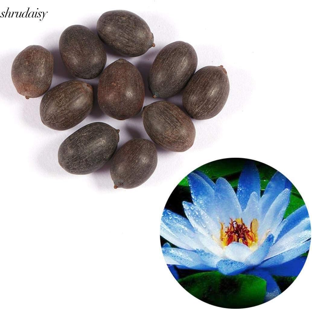 ScoutSeed Blue: 10PCS Nymphaea Herbs Water Lily Seeds Bonsai Lotus Flower Garden Aquatic S5DY