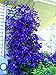100pcs/bag Clematis seeds flowers clematis vine seeds perennial flower seeds climbing clematis plants bonsai pot garden plant 3 primary