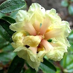 Aromatics International Premium Organic