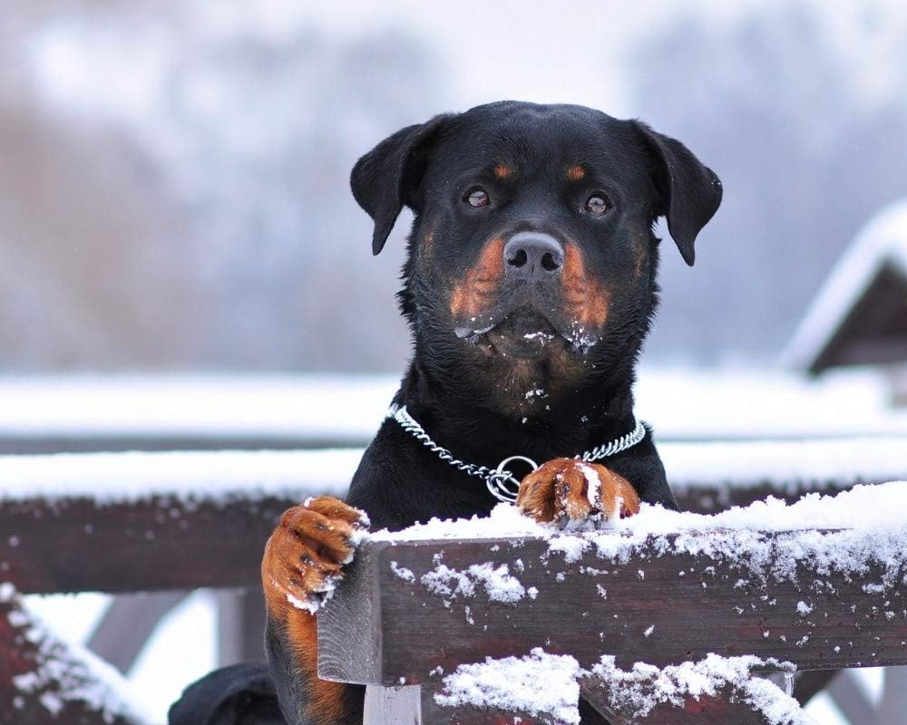 YKCKSD Jigsaw Puzzles For Adults 1000 Piece Rottweiler And Snow Wooden Assembling Decoration For The Home Toy Game Gift Educational Toy For Kids And Adults