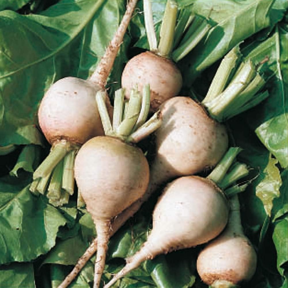 PREMIER SEEDS DIRECT - Beetroot - Albino - White - 250 Finest Seeds, Red,White