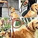 Berry Pet Leather Dog Leash, Braided Pet Lead for Medium/Large Dogs Training & Walking,3/4