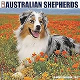 Just Australian Shepherds 2019 Wall Calendar (Dog Breed Calendar) Just Australian Shepherds 2019 Wall Calendar (Dog Breed Calendar)