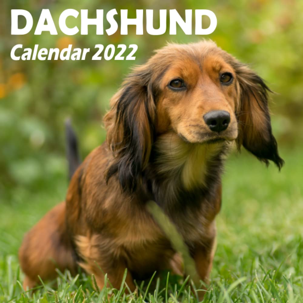 Dachshund Calendar 2022 Dachshund Calendar 2022: Miniature Dachshund Mini Small Desk Calendar  Monthly Planner, Fun Funny Dachshund Puppies Puppy Desktop Calendar,  Animals Dog ... Cute Dachshund Lover Gift For Women Men. Rfv: Karam, Zaria:  9798759133506: