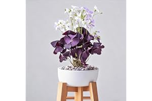 20 Purple Shamrocks Bulbs, Oxalis Bulbs, Good Luck Flowers, Oxalis Triangularis for Planting Indoor or Outdoor Easy to Grow