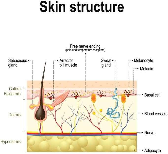 Amazon Com Human Skin Anatomy Educational Chart Cool Wall Decor Art Print Poster 24x36 Home Kitchen
