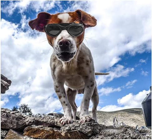 dog ski goggles