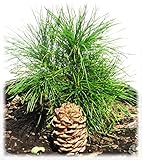 SIBERIAN CEDAR CONE – PINUS SIBIRICA (lat.) – Plant and Grow Your Own RINGING CEDARS! Perfect for Planting Purposes. Wild Harvested in Siberia, Russia. Great Gift! Cedar Pendants. Cedar Nut Oil.