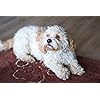 Product Photo 6