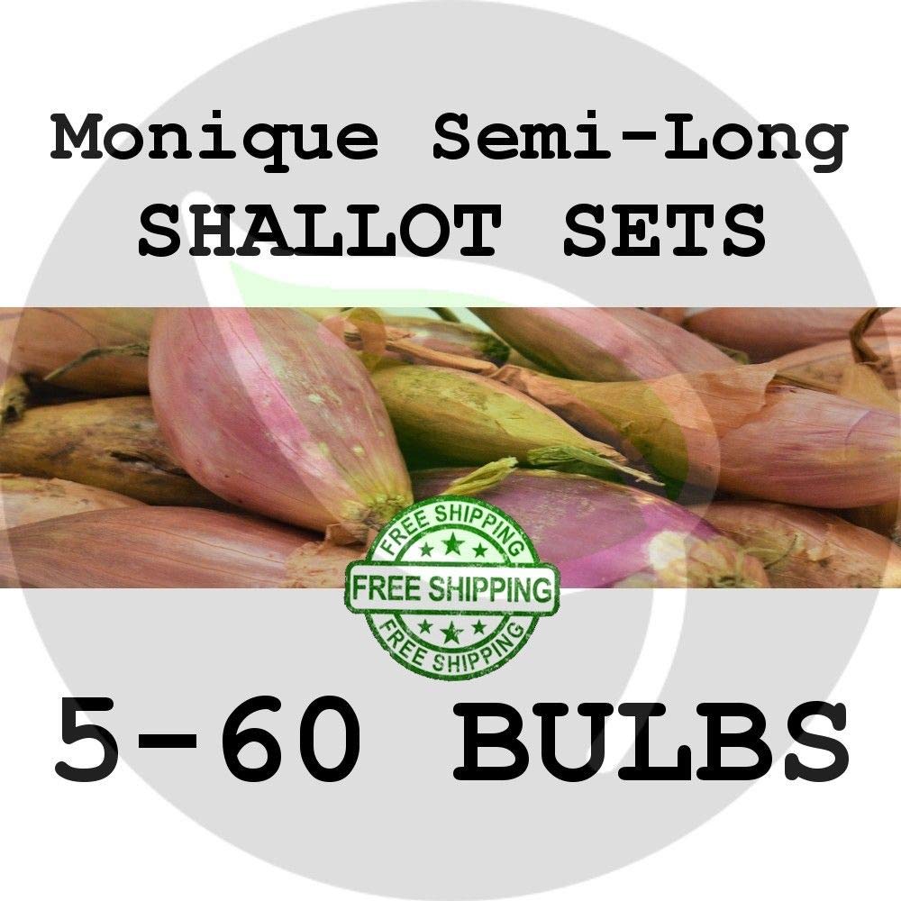 PLAT FIRM Semillas DE GERMINACION: 5 bulbos: Monique Shallot Bulb ...