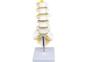 Science Resource S08530 Medical Grade, Articulated Lumbar Spinal Column | Features 5 Lumbar/Vertebrae with Intervertebral Dis