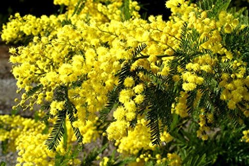 Nelesa Gardening Golden Mimosa Acacia Baileyana Tree Seeds -5 Seeds