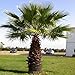 California Fan Palm 10 Seeds - Washingtonia