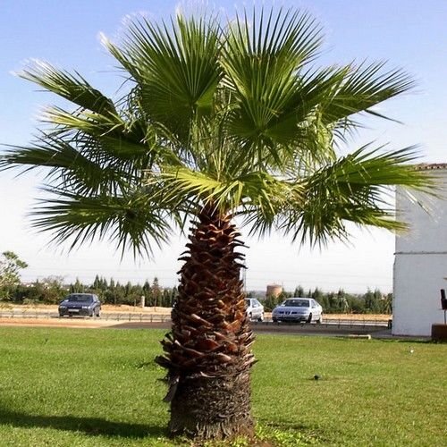 California Fan Palm 10 Seeds - Washingtonia California Fan Palm 10 Seeds - Washingtonia