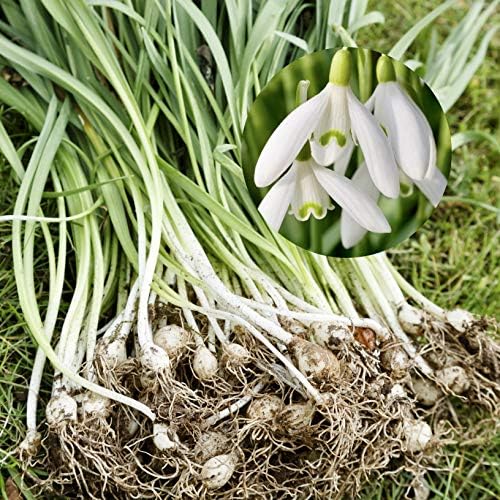 Woodland Bulbs 50 X Single Snowdrops Bu Buy Online In Kuwait At 