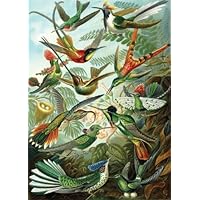 Artifact Puzzles - Haeckel Hummingbirds Wooden Jigsaw Puzzle