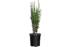 Sky Pencil (Ilex) Japanese Holly | 2.5 Quart Pot - 12-24" Tall